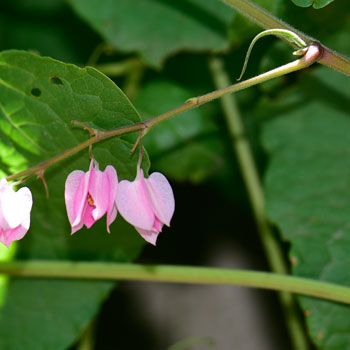 Antigonon leptopus, Coral Vine